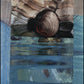 Wall Frame Black, Matted - Seashell by Fr. Bob Gilroy, SJ - Trinity Stores