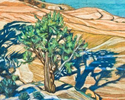 Tree Shadow on Slickrock - Giclee Print by Lewis Williams, OFS - Trinity Stores